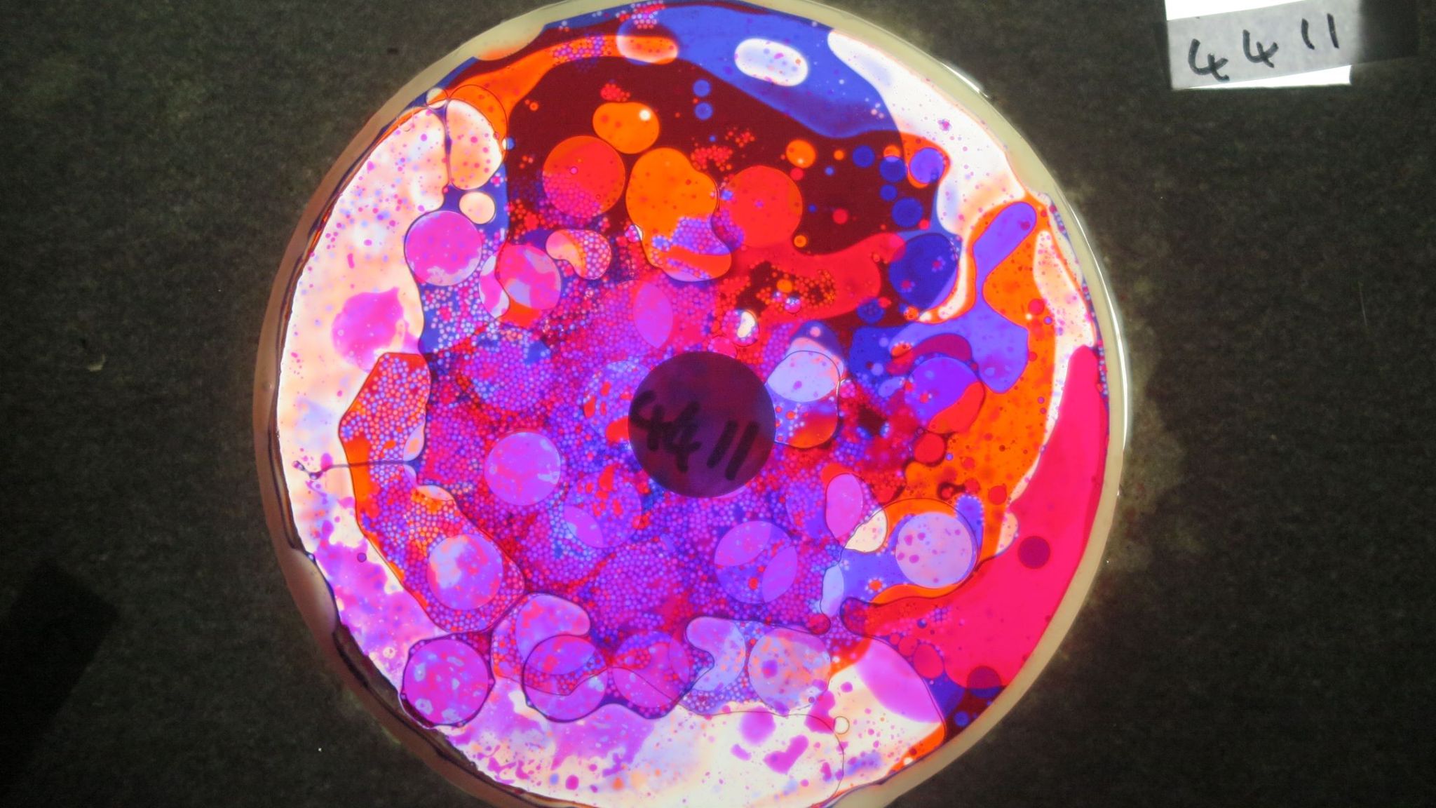 BV4411 bubble vision oil wheel